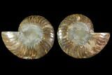 Sliced Ammonite Fossil - Agatized #114863-1
